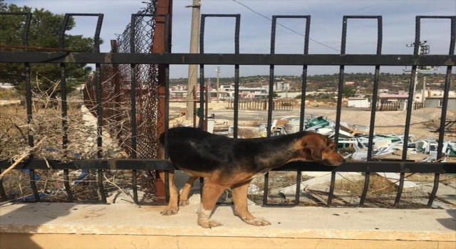 Mersin’de demir parmaklığa sıkışan köpeği itfaiye ekipleri kurtarıldı