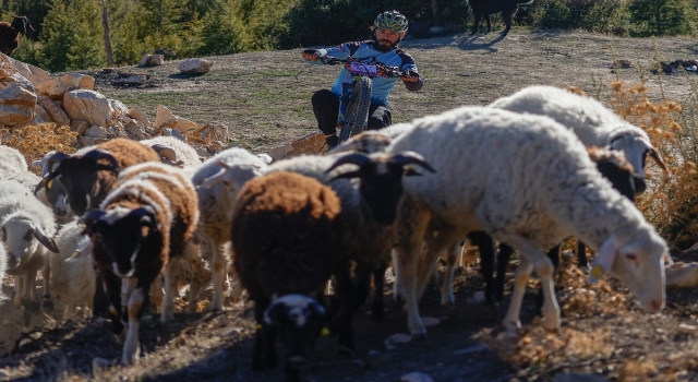 Şampiyon sporcu yerleştiği yaylanın ”Bisikletli sosyete çoban”ı oldu