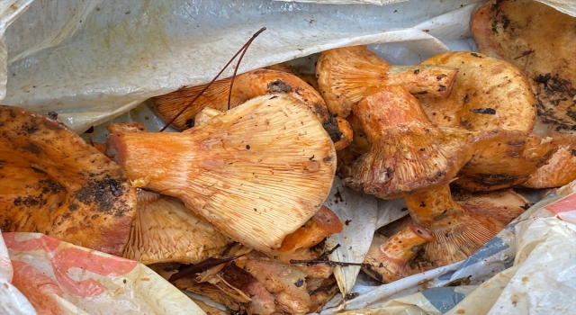 Kaş’ta mantarlar toplanmaya başlandı