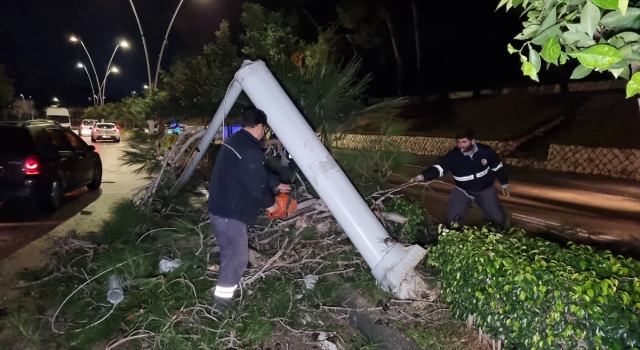 Adana’da kuvvetli rüzgar nedeniyle ağaç devirildi