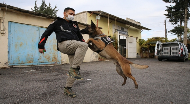 Ödüllü narkotik köpeği ”Rüzgar” uyuşturucuya geçit vermiyor
