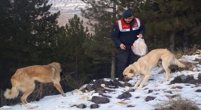 Kahramanmaraş’ta jandarma sokak hayvanlarının yaşam alanına yem bıraktı