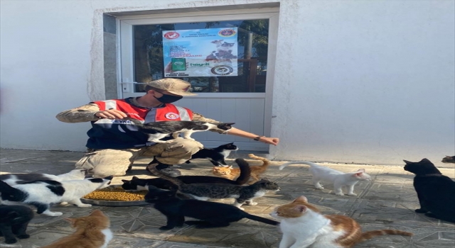 Hatay’da jandarmadan sokak hayvanlarına mama ve su desteği