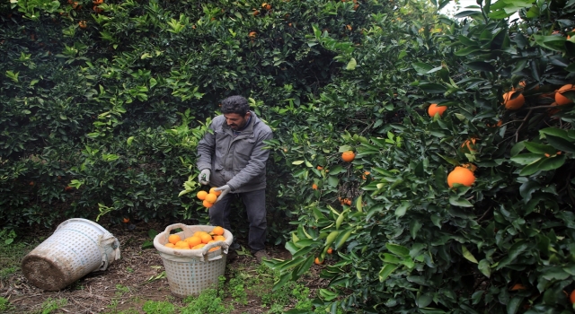 Hasadı devam eden portakalda rekolte artışı bekleniyor