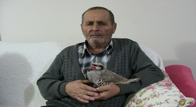 Kahramanmaraş’ta bitkin halde bulunan keklik katarakt teşhisiyle ameliyat edildi