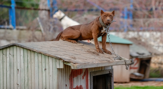 Antalya’daki hayvan barınağı ”tehlikeli tür” köpeklere yuva oldu