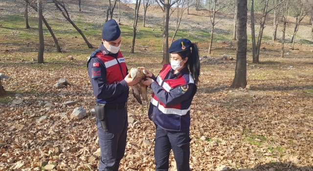 Kahramanmaraş’ta jandarmanın bulduğu yaralı şahin koruma altına alındı