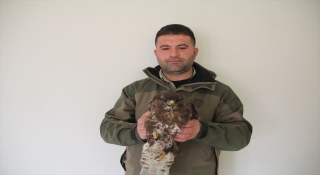 Hatay’da yaralı bulunan kızıl şahin ve İshak kuşu tedavi altına alındı