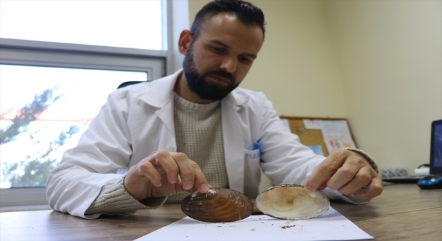 Türkiye’de tatlı su midyesi türü 42’ye yükseldi