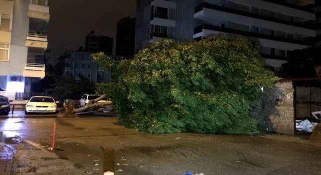 Adana’da ağaç yola devrildi
