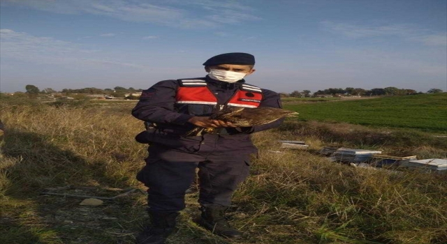 Adana’da jandarmanın bulduğu yaralı şahin tedaviye alındı