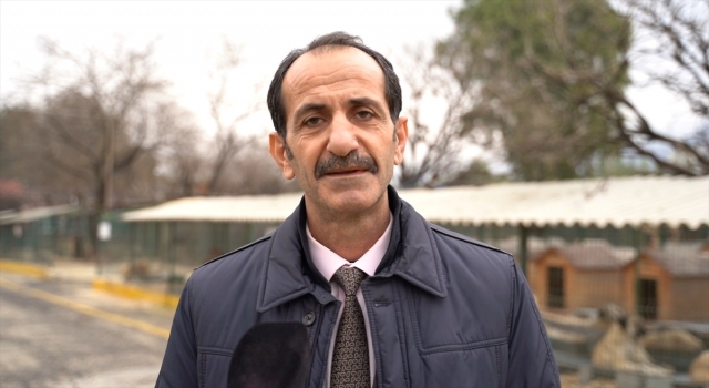 Hatay’da yasaklı ırk köpekler ücretsiz kısırlaştırılacak