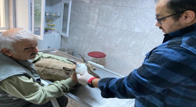 Hatay’da görme kaybı bulunan dağ keçisi tedavi edilip doğaya salındı