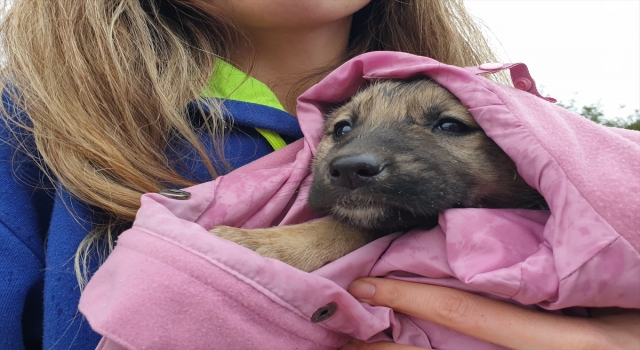 Osmaniye’de sokağa terkedilen köpek yavrularına gençler sahip çıktı