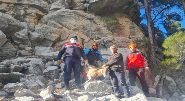 Serik’te kaybolan keçi mahsur kaldığı kayalıktan kurtarıldı