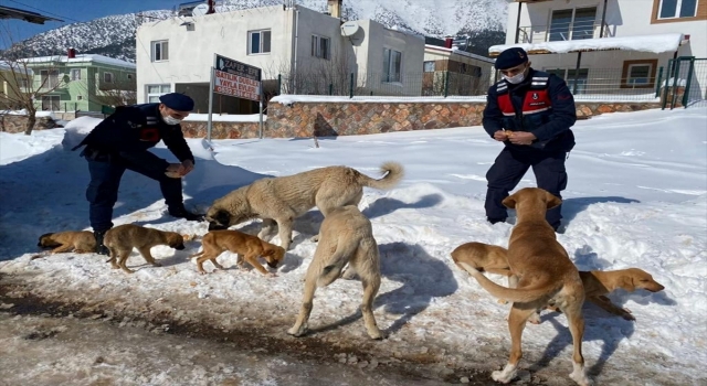 Pozantı’da polis ve jandarma sokak hayvanlarını unutmadı