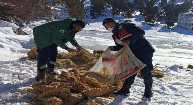 Mersin’de yaban hayvanları için doğaya yem bırakıldı
