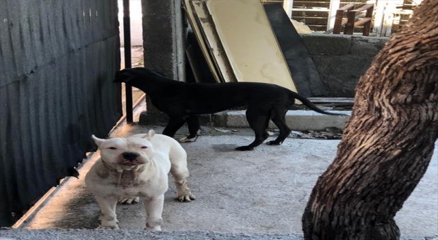 Adana’da evin bahçesine giren 2 pitbull barınağa teslim edildi