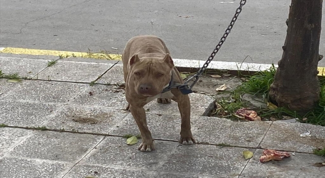Adana’da tehlikeli ırk köpek sahibi 10 kişiye para cezası