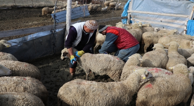Burdur’da çiçek hastalığı nedeniyle küçükbaş hayvan hareketliliği kısıtlandı