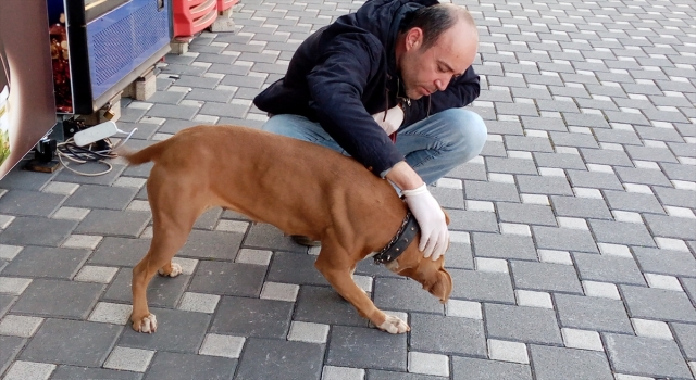 Adana’da sokakta başıboş bulunan pitbull barınağa teslim edildi