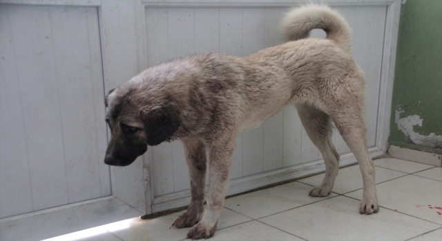 Antalya’da av tüfeğiyle vurulan 1 yaşındaki köpek, tedaviye alındı