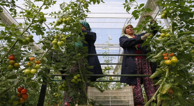 Antalya’da sebze hasadında hareketlilik sürüyor
