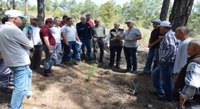 Kumluca’da harnup fidanları aşılanıyor