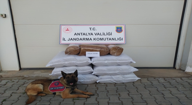 Antalya’da yolcunun bagajında 210 kilogram kaçak tütün ele geçirildi