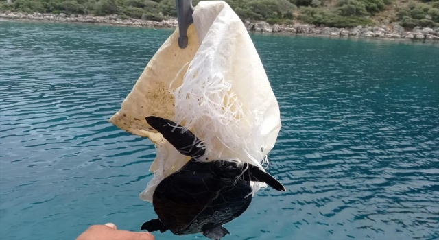 Denizde çuvala dolanan caretta caretta yavrusu kurtarıldı