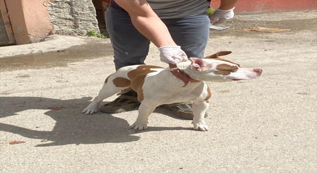 Adana’da tehlikeli ırk köpek sahibi 37 kişiye para cezası