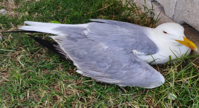 Hatay’da yaralı bulunan martı tedaviye alındı