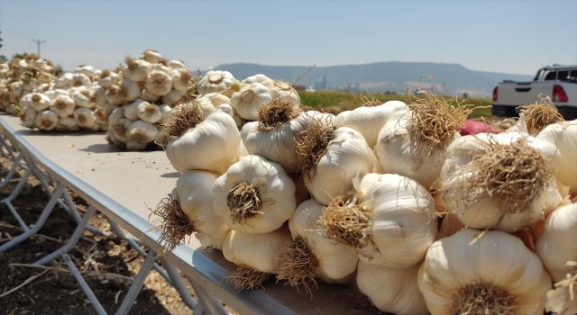 Kahramanmaraş’ta ”Pazarcık Beşçeşme Sarımsak Festivali” yapıldı
