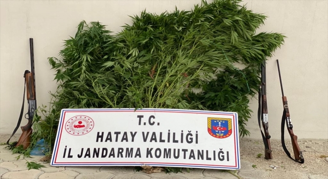 Hatay’da 1116 kök Hint keneviri ele geçirildi