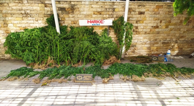 Hatay’da uyuşturucu operasyonunda Hint keneviri ve esrar ele geçirildi