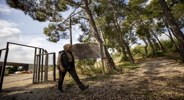 Antalya’nın yeşili ”ormancı Nesibe”ye emanet