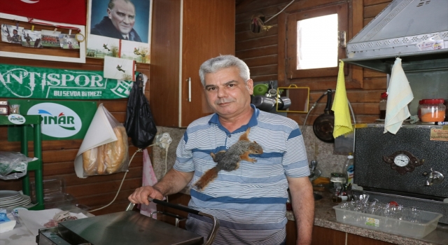 Bitkin halde bulup beslediği sincap çay ocağının ”elemanı” oldu