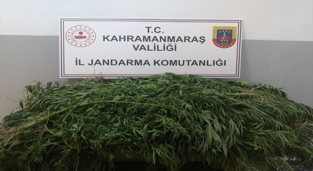 Kahramanmaraş’ta Hint keneviri yetiştiren kişi gözaltına alındı