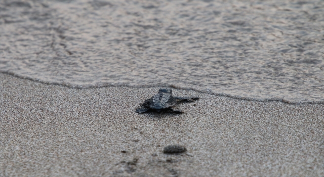 Patara’da caretta caretta yavruları denizle buluştu