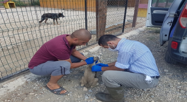 Feke’de hayvan bakımevindeki köpekler aşılandı