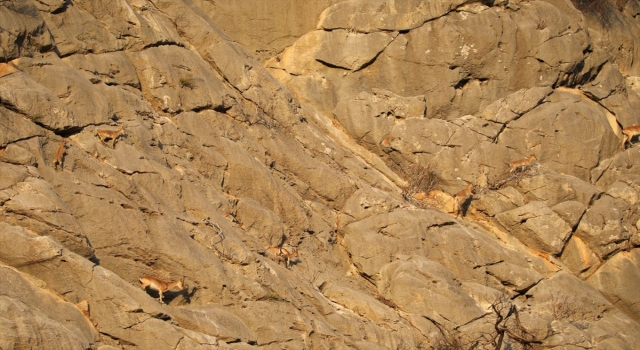 Koruma altındaki yaban keçileri Yazılı Kanyon’da görüntülendi
