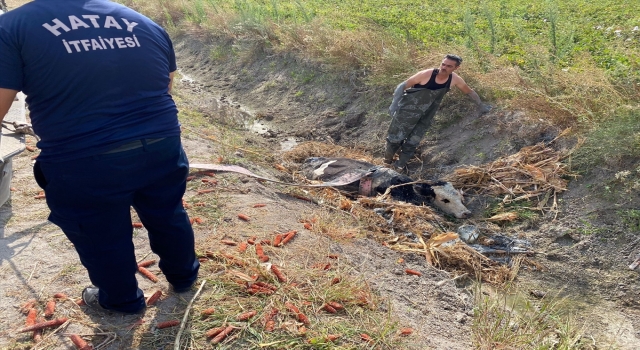 Hatay’da bataklığa saplanan ineği itfaiye kurtardı