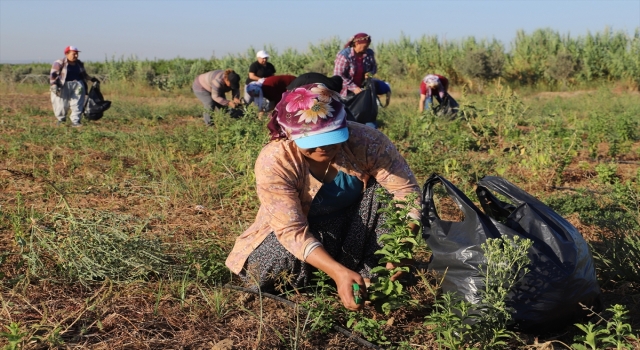 Mersin’de şeker otu ve moringa çayı hasadı yapıldı