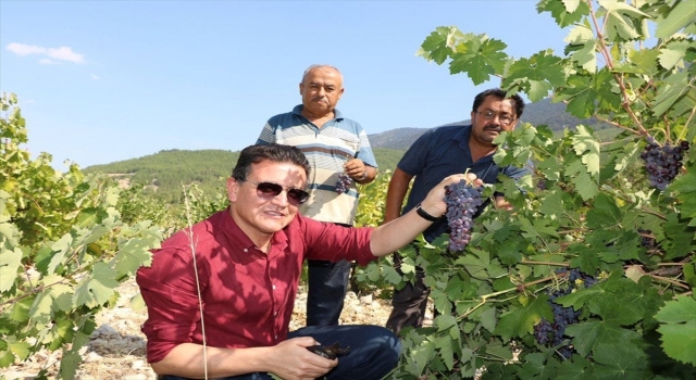 Milletvekili Uslu, Finike’de üzüm hasadına katıldı