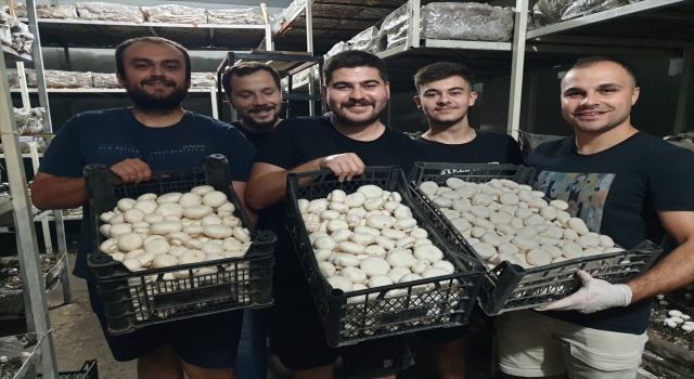 Girişimci kuzenler, kurdukları işletmede kültür mantarı yetiştiriyor