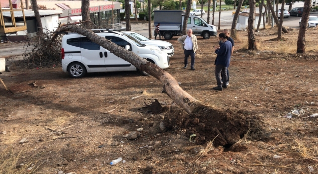 Adana’da park halindeki iki aracın üzerine ağaç devrildi