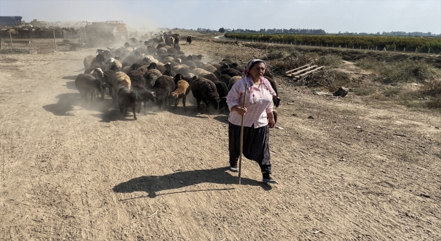 Torosların koyun yetiştiricisi kadınları, ıslah projesiyle bilinçlendi