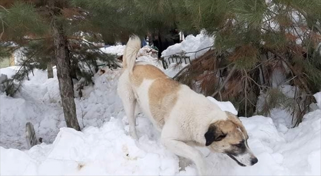 Sahibini cenazesinde ”yalnız bırakmayan” köpek öldü