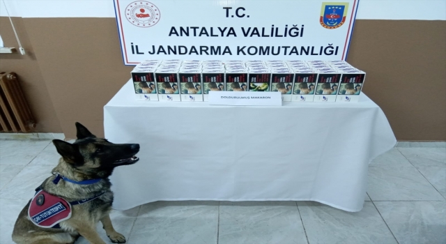 Gazipaşa’da 10 bin makaron ele geçirildi