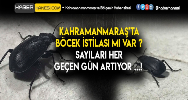 KAHRAMANMARAŞ'TA HER YERDE ONLARDAN VAR !